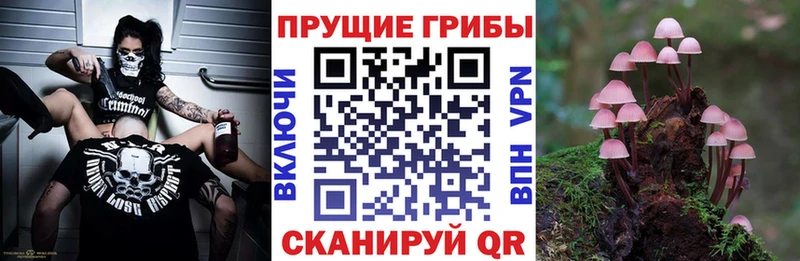 Псилоцибиновые грибы мицелий  купить наркоту  Змеиногорск 